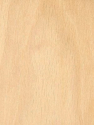 Beech White veneer